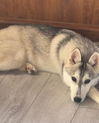 Siberian husky