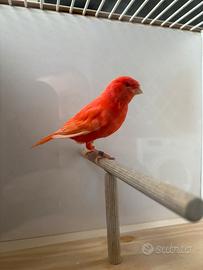 Canarini rossi e mosaico rosso