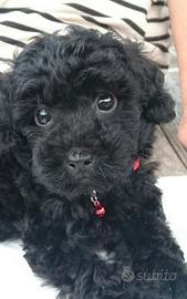 BARBONCINO TOY NERO CUCCIOLI pag agevolato