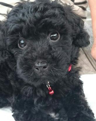 BARBONCINO TOY NERO CUCCIOLI pag agevolato