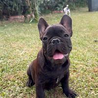 Bulldog francese cucciolo