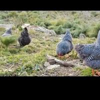 Galline Amrock