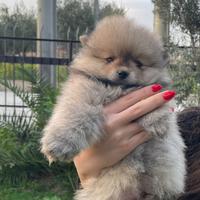 Volpino spitz maschio