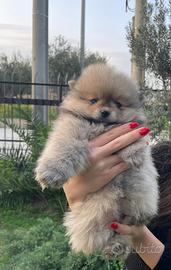 Volpino spitz maschio