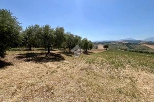 TER. AGRICOLO A MOSCIANO SANT'ANGELO