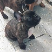 Bouledogue francese cuccioli