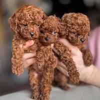 Barboncino mini e Toy Red 80 giorni