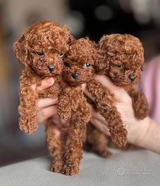 Barboncino mini e Toy Red 80 giorni