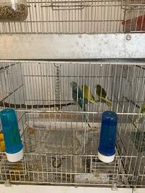 Animali