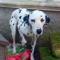 Cane Dalmata maschio