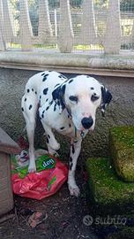 Cane Dalmata maschio