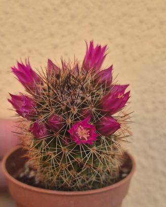 cactus pianta grassa 