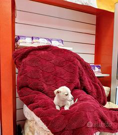 Pinscher Chihuahua toy maschio 3 mesi