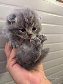 Scottish Fold Cuccioli