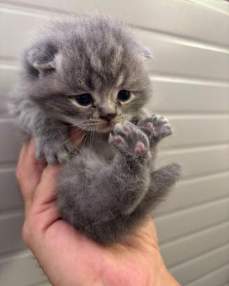 Scottish Fold Cuccioli