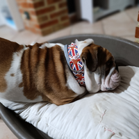 Bulldog inglese