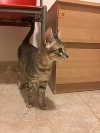 Gattina di 5 mesi