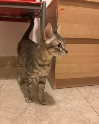 Gattina di 5 mesi