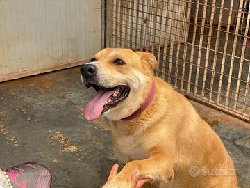 Adotta Mirandola dal canile