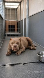 American bully