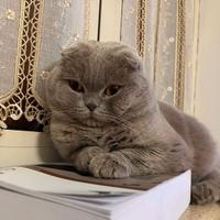 Scottish fold per monta