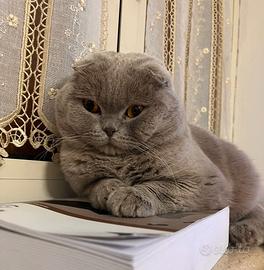 Scottish fold per monta