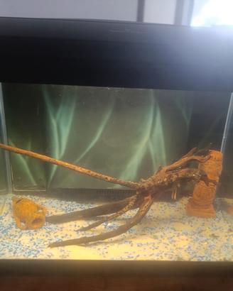 acquario system