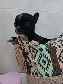 Chihuahua toy