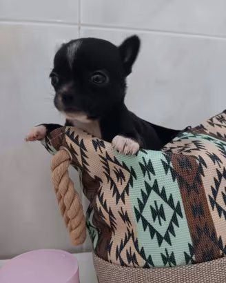 Chihuahua toy