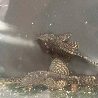 Pesce pulitore ancistrus