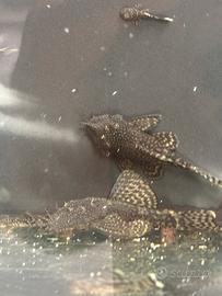 Pesce pulitore ancistrus