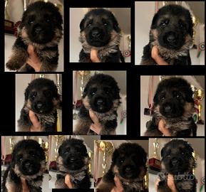 Cuccioli Pastore Tedesco