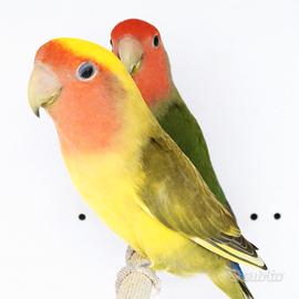 Coppia Inseparabile roseicollis