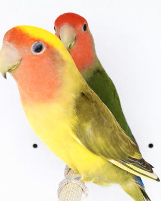 Coppia Inseparabile roseicollis