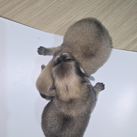Toy pomerania spitz tedeschi nano mini pedigree