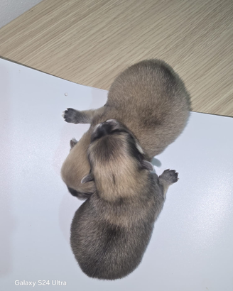 Toy pomerania spitz tedeschi nano mini pedigree