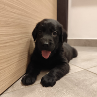 Cuccioli Flat Coated Retriever