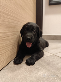 Cuccioli Flat Coated Retriever