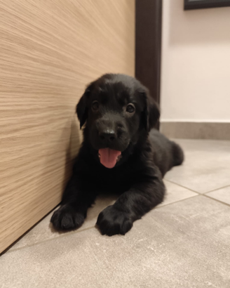 Cuccioli Flat Coated Retriever