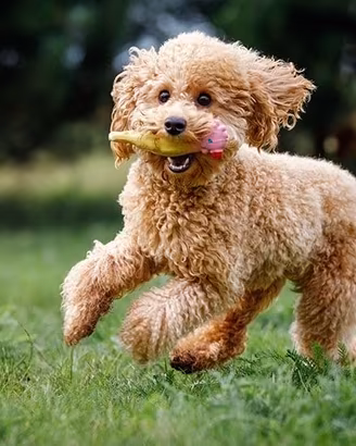 barboncino toy