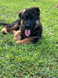 Cucciola di pastore tedesco disponibile