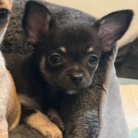 Cucciolo chihuahua maschio