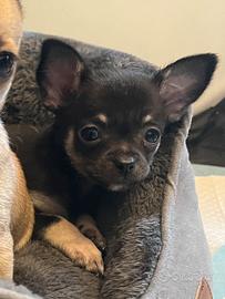 Cucciolo chihuahua maschio