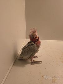 Cacatua roseicapilla da imbecco