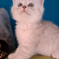 Scottish Straight dolcissima gattina