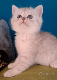 Scottish Straight dolcissima gattina