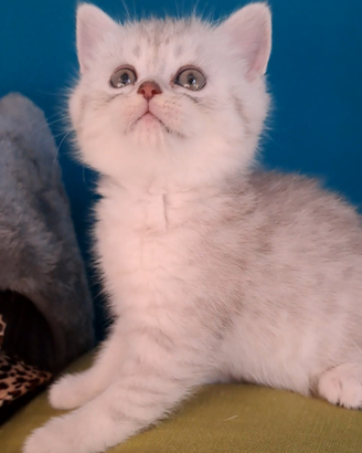Scottish Straight dolcissima gattina