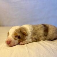 Australian shepherd pastore australiano cuccioli