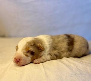 Australian shepherd pastore australiano cuccioli