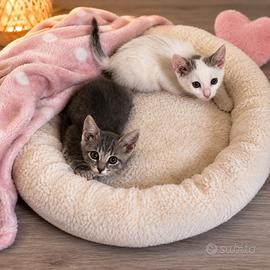Cocco e Perla